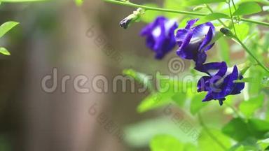 紫蓝色的花，蝴蝶的豌豆，轻柔的风<strong>吹拂</strong>着模糊的绿色自然背景